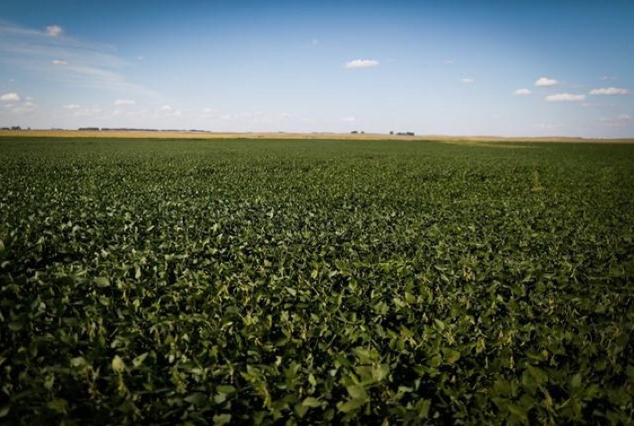 Área de soja em 2021/22 deve ser recorde; preço do milho seguirá sustentado