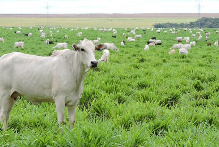 Monitoramento remoto irá mapear a intensificação sustentável da agricultura brasileira