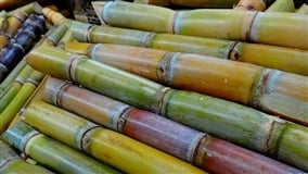 Cana: risco de redução do etanol na gasolina acende alerta 