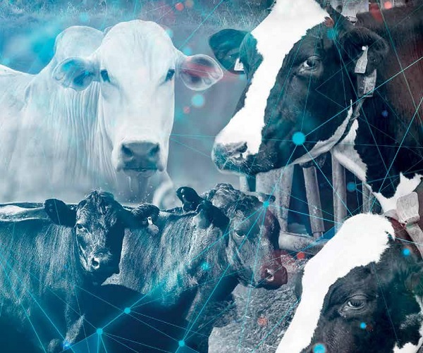 Pecuária 4.0 torna setor mais produtivo e sustentável