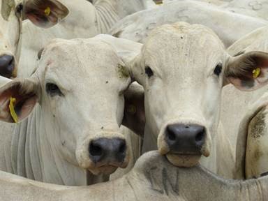 Pesquisas da APTA garantem mais produtividade, melhor qualidade da carne e menos impacto no ambiente