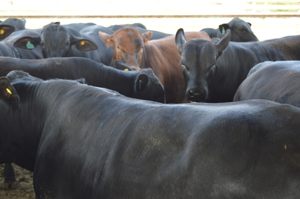 Estudo mostra bom desempenho da balança comercial associado principalmente à soja e às proteínas