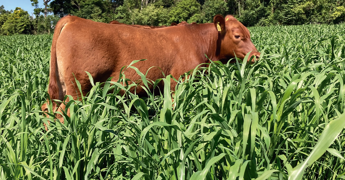 Híbrido de milheto: Valente e produtivo