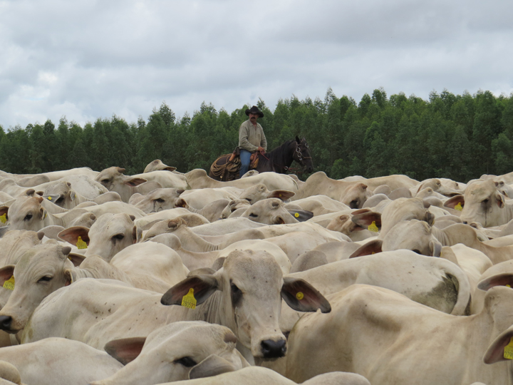 Pecuarista observa nova queda no preço do boi enquanto aguarda resposta da China