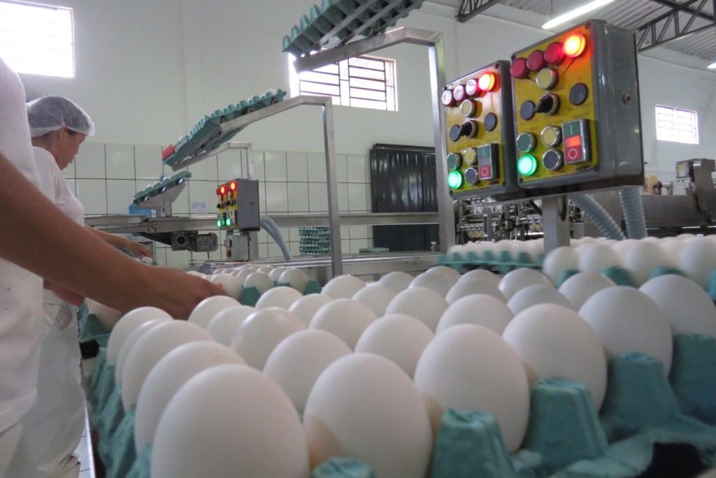 Exportações de ovos crescem 137,7% em 2021