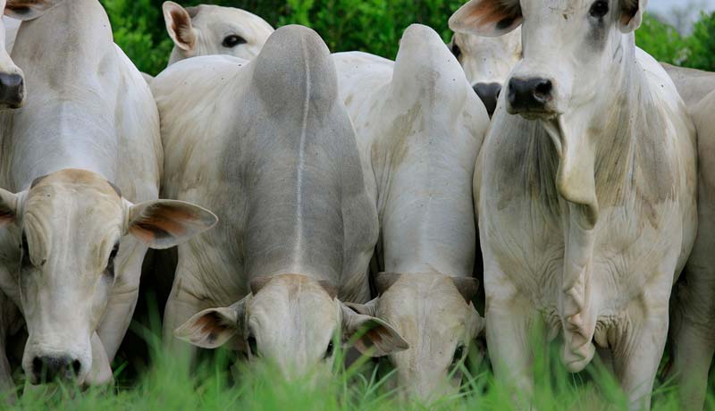 O que são volumosos e concentrados na nutrição de bovinos de corte?