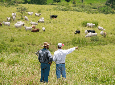 Acerte na produtividade: 5 dicas para o sucesso na agropecuária