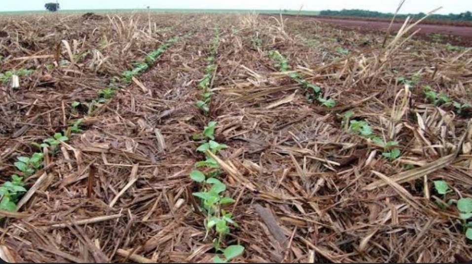 Plantio de soja atinge 2º melhor índice da história para outubro