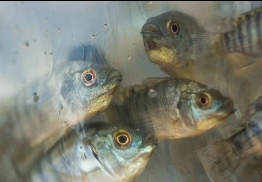 Exportações de peixes do Brasil já são 10% maiores que em 2020