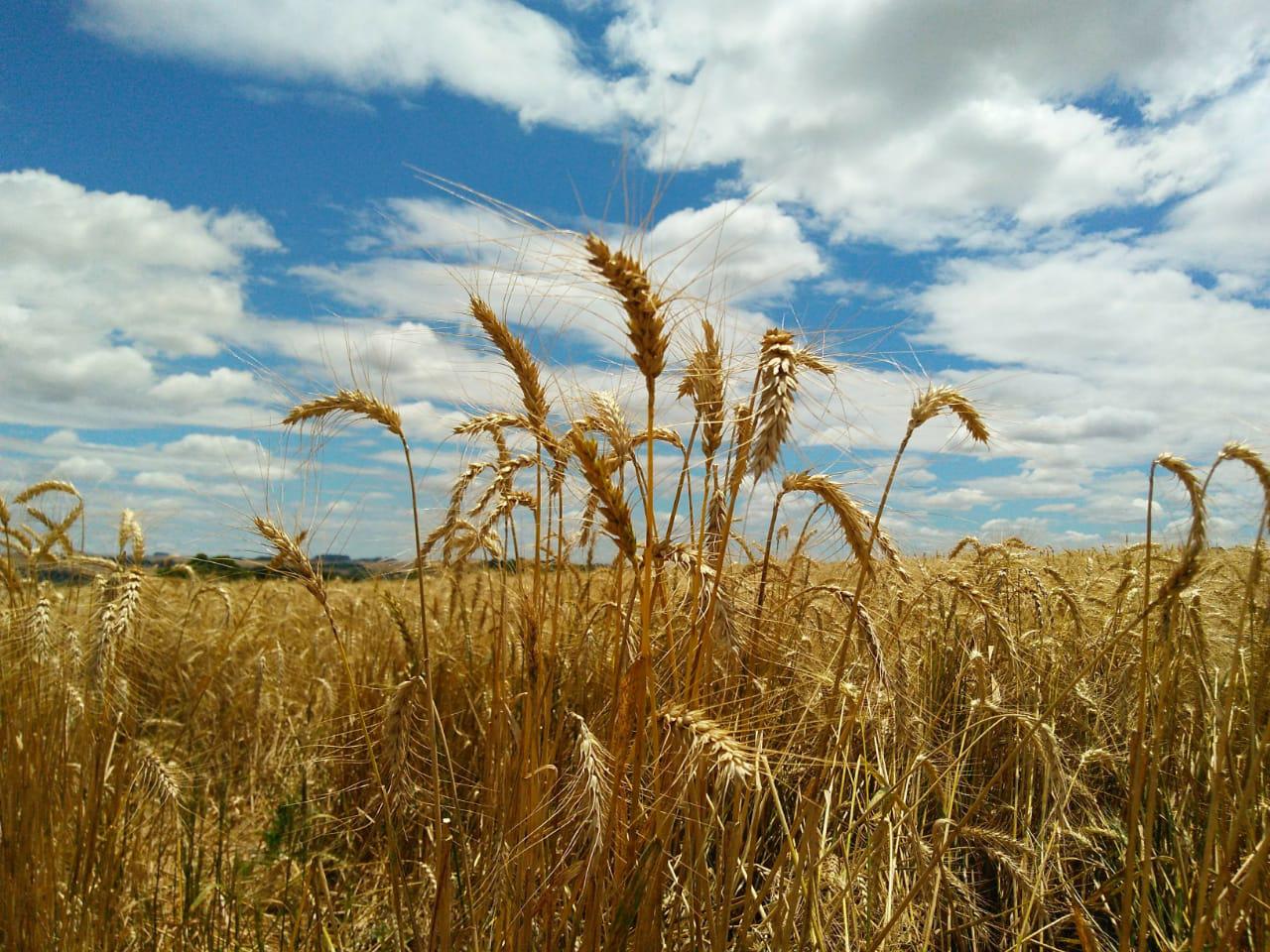 Moinho incentiva plantio de trigo em troca de garantia de compra