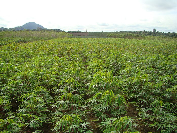 Mandioca: novas cultivares diversificam produção de amido no Cerrado