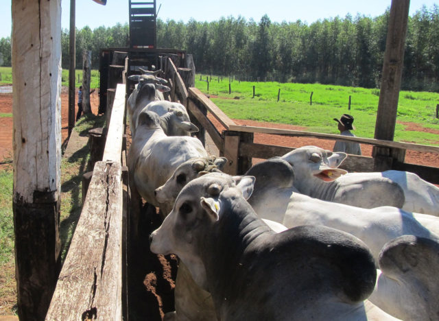 APROVADA A ISENÇÃO DE ICMS EM TRANSPORTE DE GADO  Leia mais em: https://www.comprerural.com/stf-aprova-a-isencao-de-icms-em-transporte-de-gado/