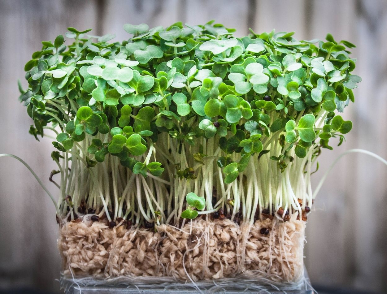 Como plantar agrião em casa e ter essa verdura fresquinha no seu quintal