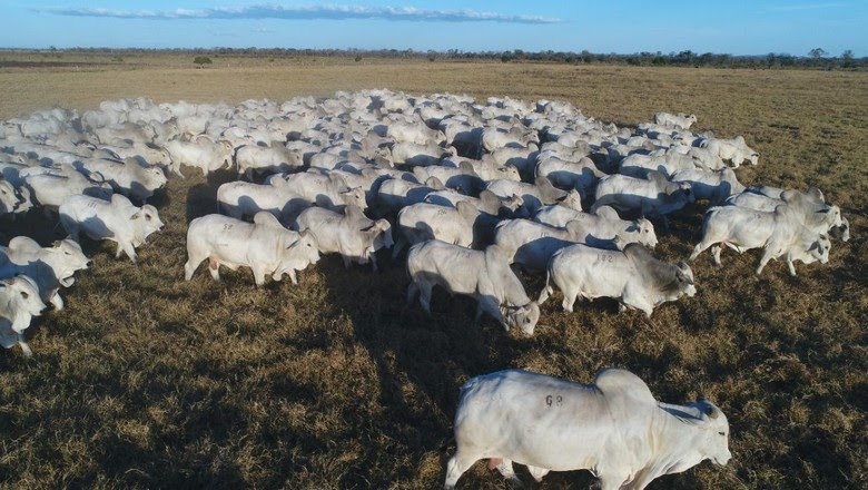 Tecnologia e sustentabilidade podem elevar produtividade da pecuária bovina, aponta estudo