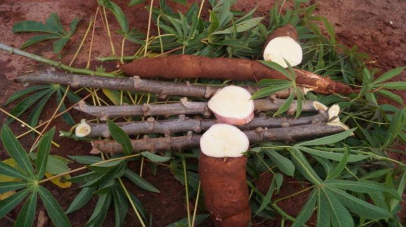 Oferta ainda baixa de mandioca impulsiona preços