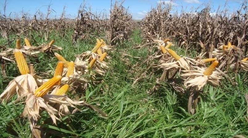 Milho 2ª safra e consórcio com braquiária têm novos zoneamentos de risco climático