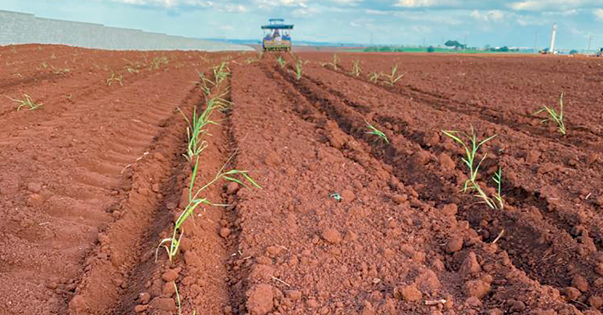 Conheça o plantio de pasto com muda de bandeja