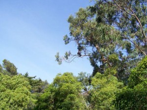 Aprenda a podar corretamente suas plantas