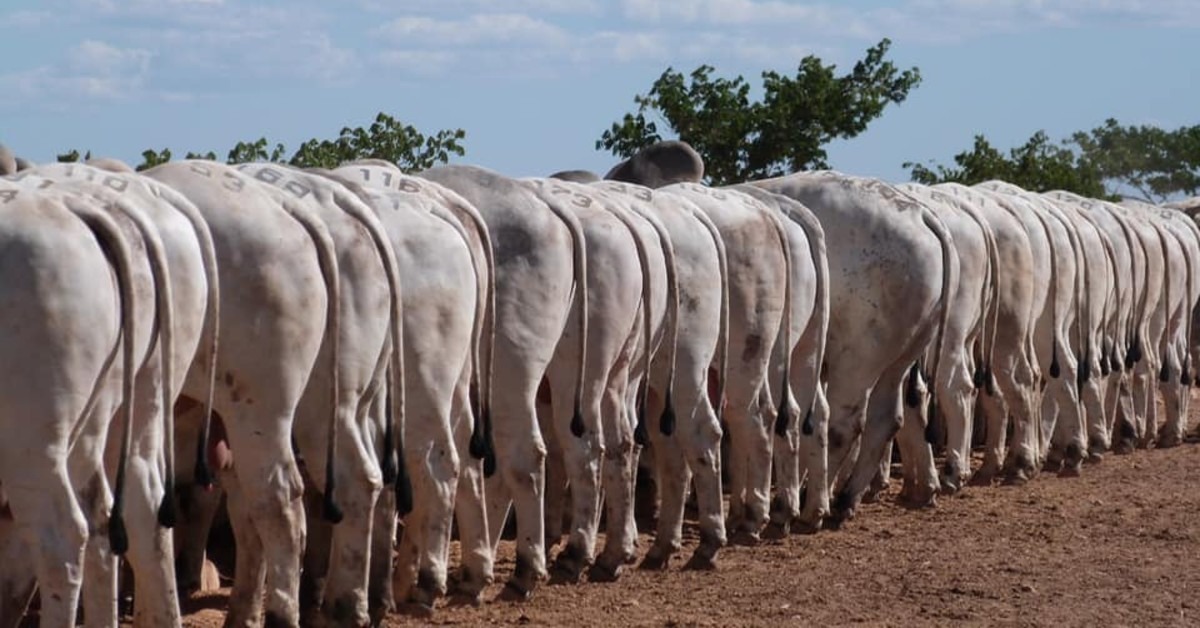 Com novos CEO e estrutura, Clube Agro abre guarda-chuva para ampliar  fidelização do agro - AgFeed