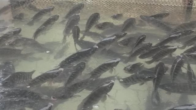 Exportações daa a brasileira neste ano já superam às de 2020