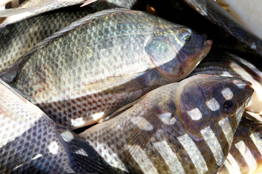 Paraná aumenta produção de peixes em 9,3% e mantém liderança nacional