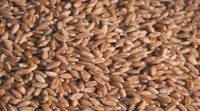 Estimativa de redução de estoque do trigo eleva preço externo