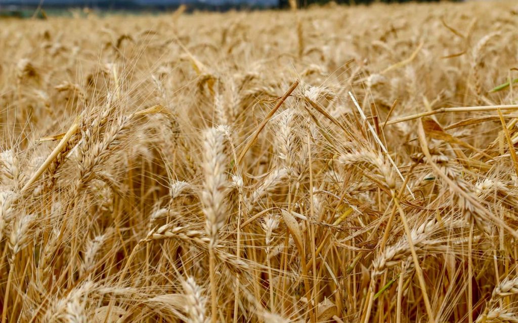 Cultivo do trigo deve crescer em São Paulo
