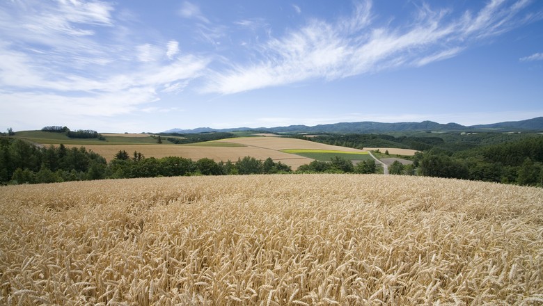 Plantio de trigo está quase no final no Rio Grande do Sul (Foto: Thinkstock)