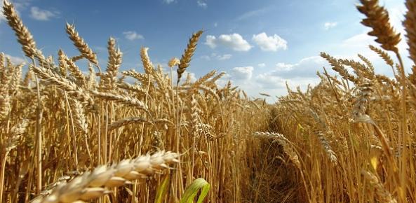 Pesquisadores da Embrapa dizem que o Brasil pode ser autossuficiente em trigo em 10 anos