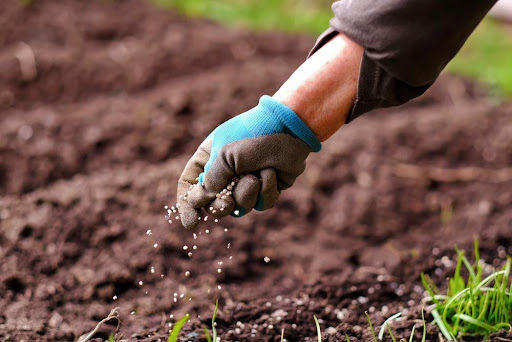 Ureia: fertilizante popular é aliado do produtor