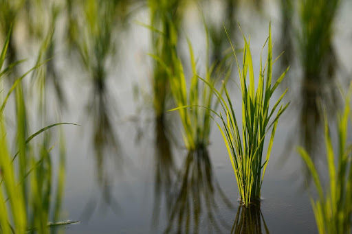 As projeções para a produção e o preço do arroz no Brasil em 2022