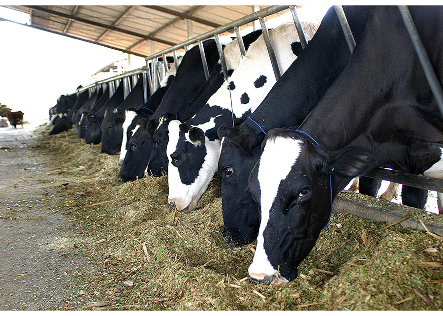 Abraleite potencializa importância da proteína e projeta Brasil como maior produtor e principal exportador de leite mundial