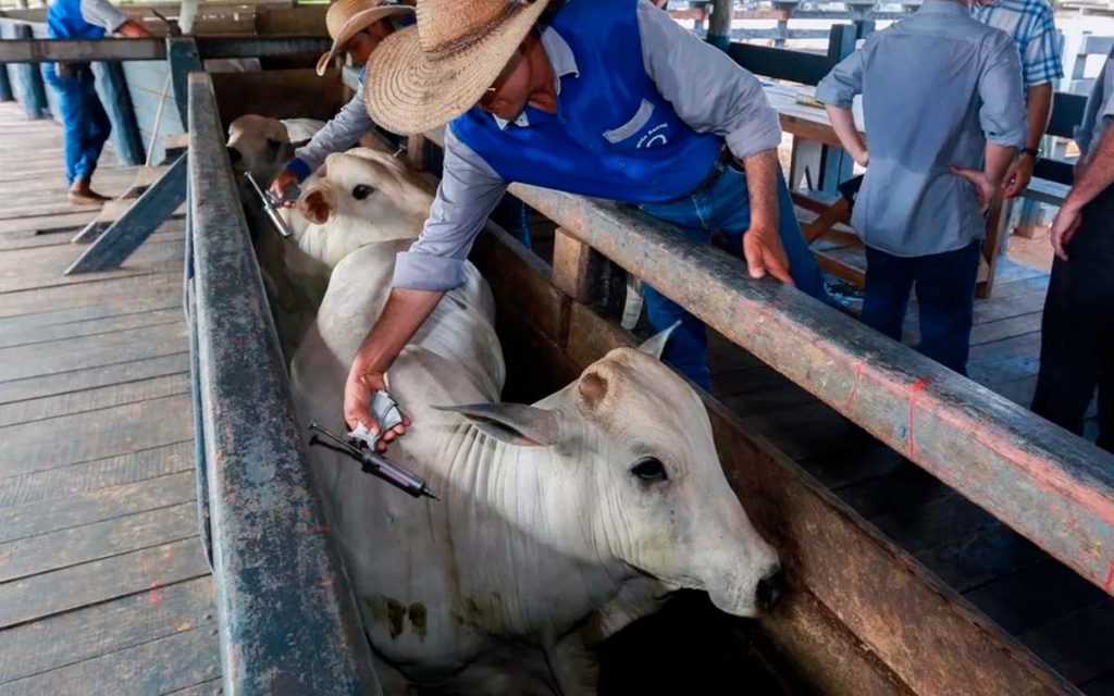 Febre aftosa: Etapas de vacinação foram invertidas em 10 estados em 2022