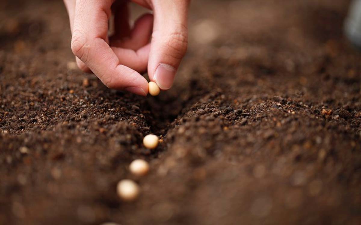 Vazio sanitário da soja tem períodos aumentados para 2022
