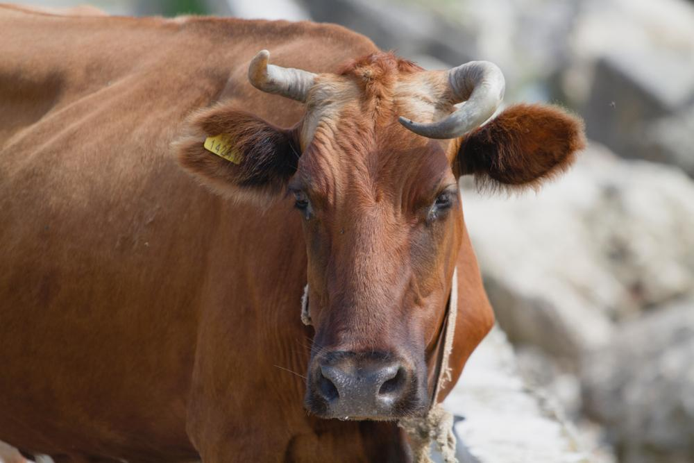 Conheça 3 tecnologias modernas para a marcação do rebanho
